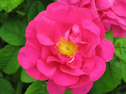 Rosa Selvagem Flor Características e Fotos