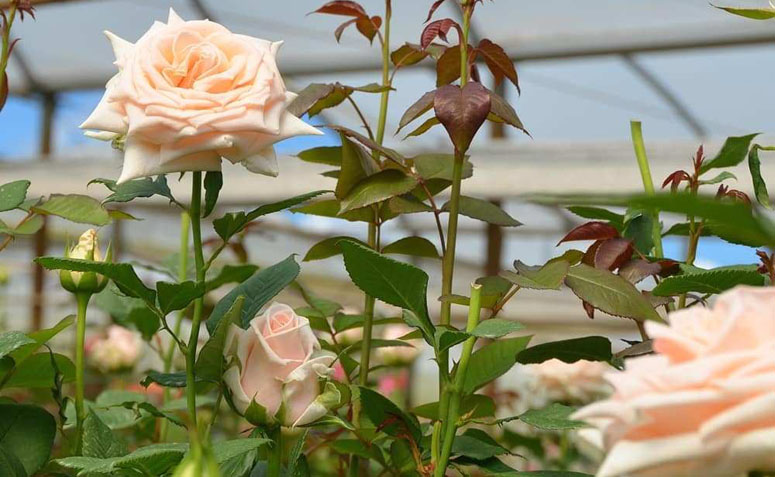 O Que Fazer Com Rosas Murchas? Como Recuperar?