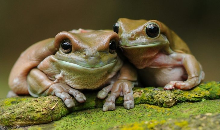 Características da Rã