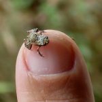 Sapo Puga