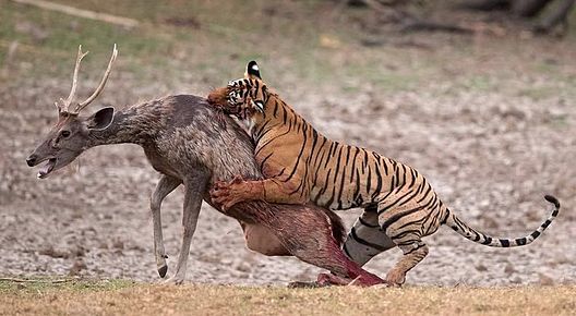 Alimentação do Tigre: O Que Eles Comem na Natureza?
