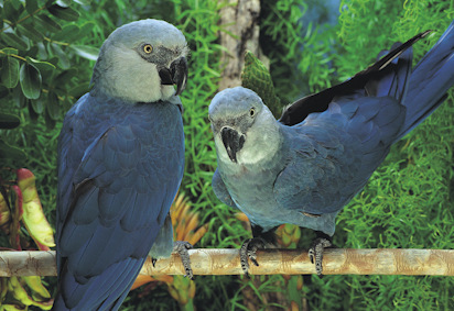 Ararinha Azul em Extinção: Fotos e Características