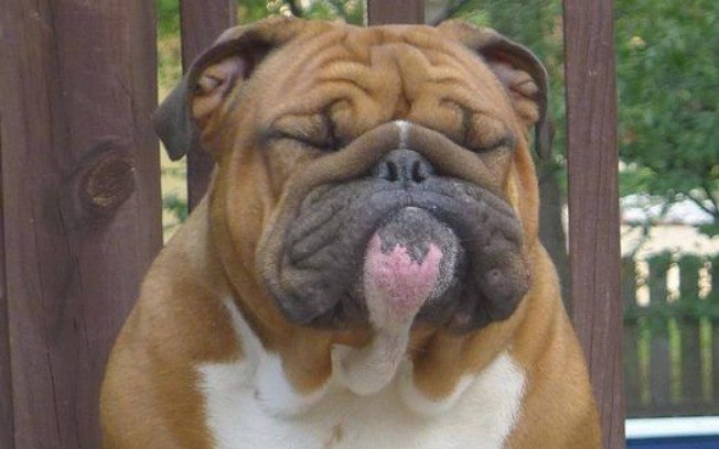 Cachorro com Dor de Barriga e Vomitando: O Que Fazer ?