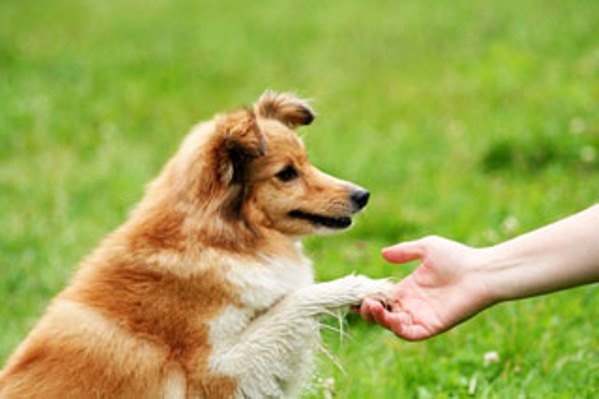 Curiosidades Sobre Cachorro e Fatos Curiosos