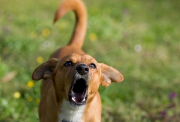 Cachorro com Latido Estranho: 7 Causas e Quando Ir ao Veterinário