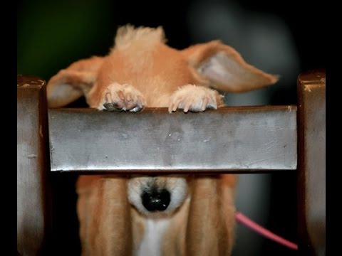 Cachorro se Escondendo nos Cantos: o que é?