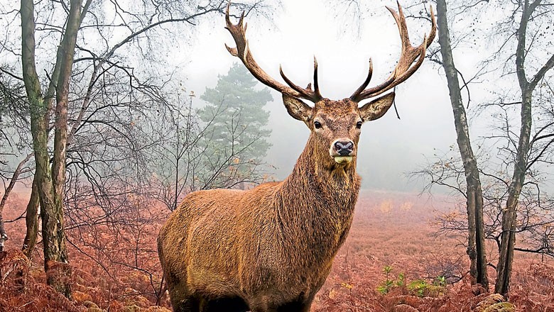 Características do Cervo: ele é Carnívoro? Simbologia qual é?