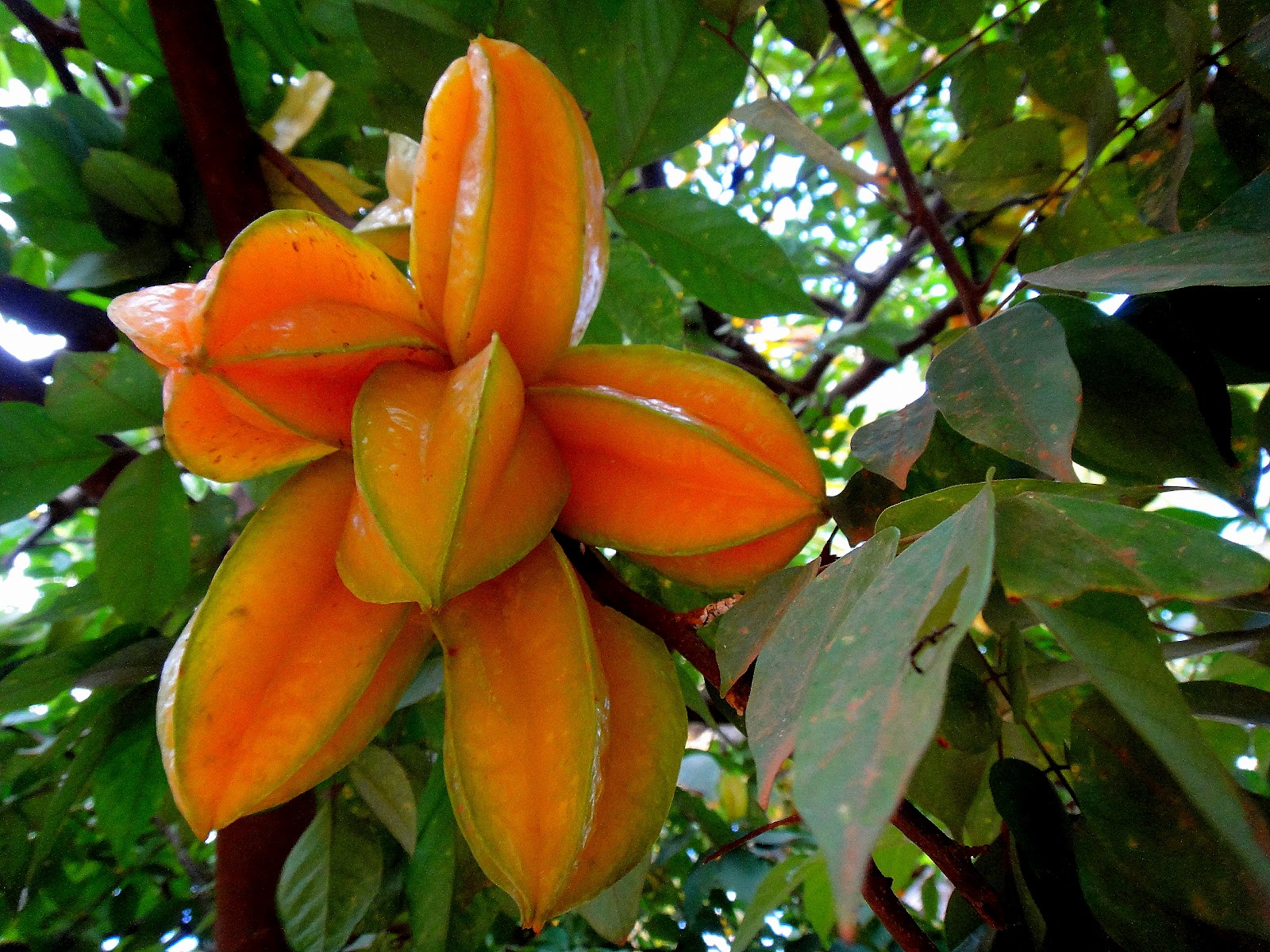 Quanto Tempo Leva Para Um Pé de Carambola Dar Frutos?