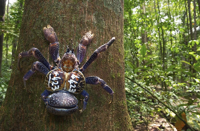 Caranguejo do Coqueiro é Perigoso?