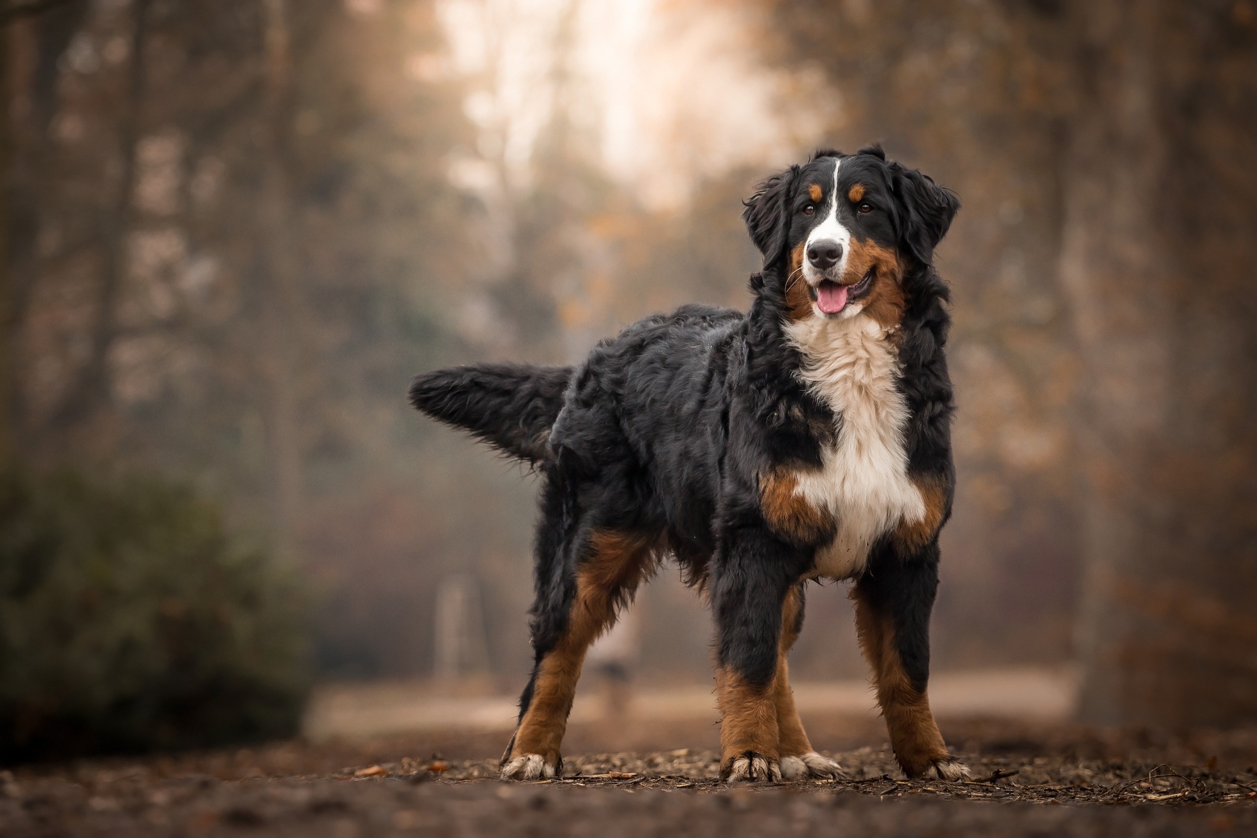 Habitat do Cachorro: Onde Eles Vivem?