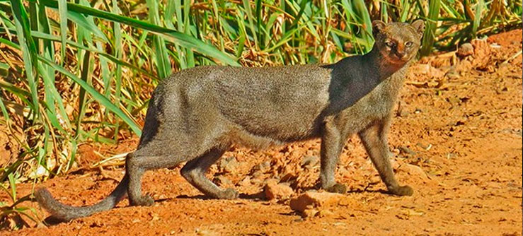 Gato Mourisco Domesticado Existe? Ele é Bravo e Perigoso?