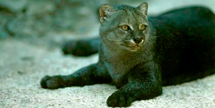 Gato Mourisco é Cinza? Marrom? Qual a Cor mais Comum?