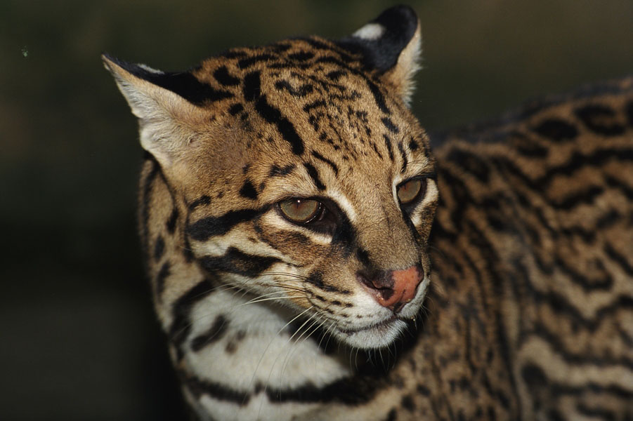 Gato Maracajá Jaguatirica: Diferenças e Semelhanças