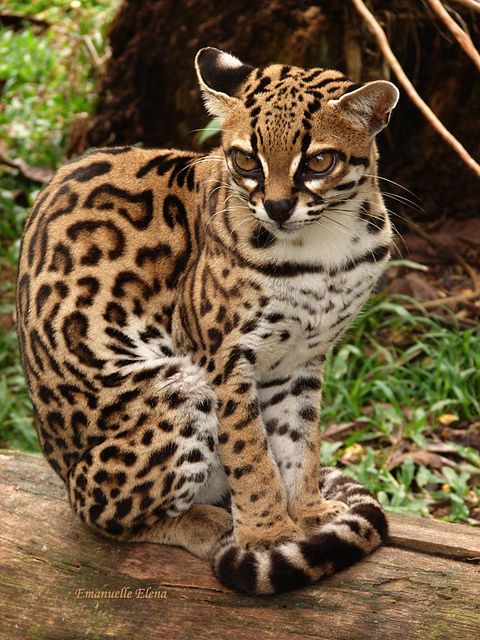 Gato Maracajá Nome Científico, Peso, Altura e Tamanho
