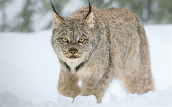 Lince do Canadá ou Lince das Neves: Fotos e Nome Científico