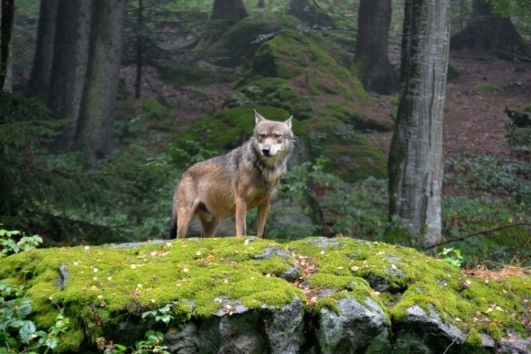 Onde os Lobos Vivem? Qual o Seu Habitat?