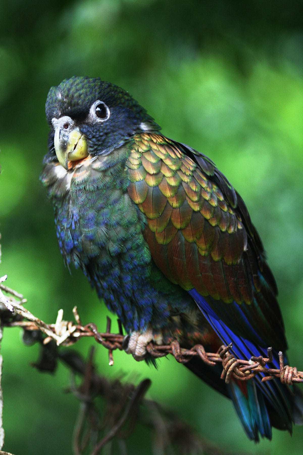 Maitaca-Asa-de-Bronze: Características, Fotos e Nome Cientifico