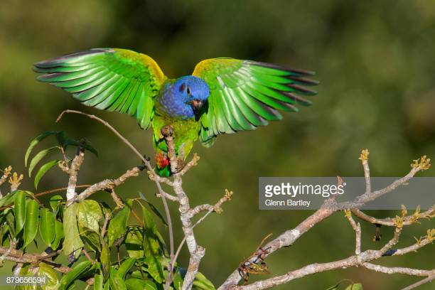 Maitaca de Cabeça Azul: Curiosidades e Fotos