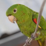 Aves da família Psitacidae maritacas