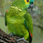 Maritaca e papagaio diferenças físicas