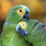 Maritaca verde espécie mais comum