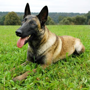 Raças de Cães de Guarda Dóceis