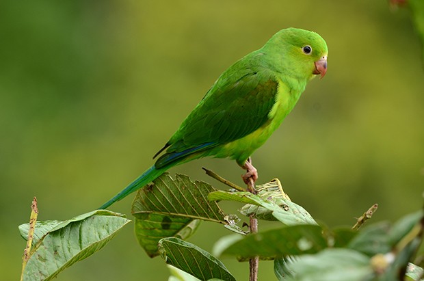 Especies de Maritacas Brasileiras: Características, Fotos e Nomes