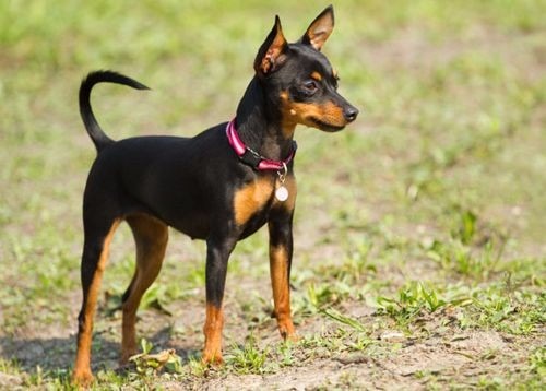 Raças de Cães de Guarda de Pequeno Porte para Apartamentos
