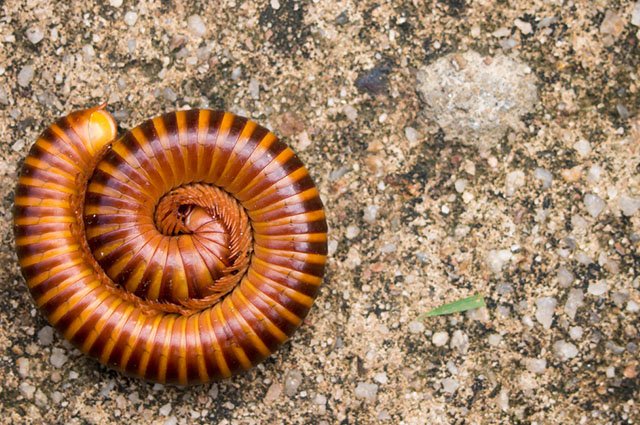 Onde Tem Piolho-de-Cobra tem Cobra?