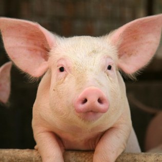 Curiosidades Sobre o Porco e Fatos Interessantes