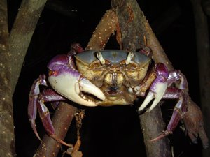 Características do Caranguejo e Fotos