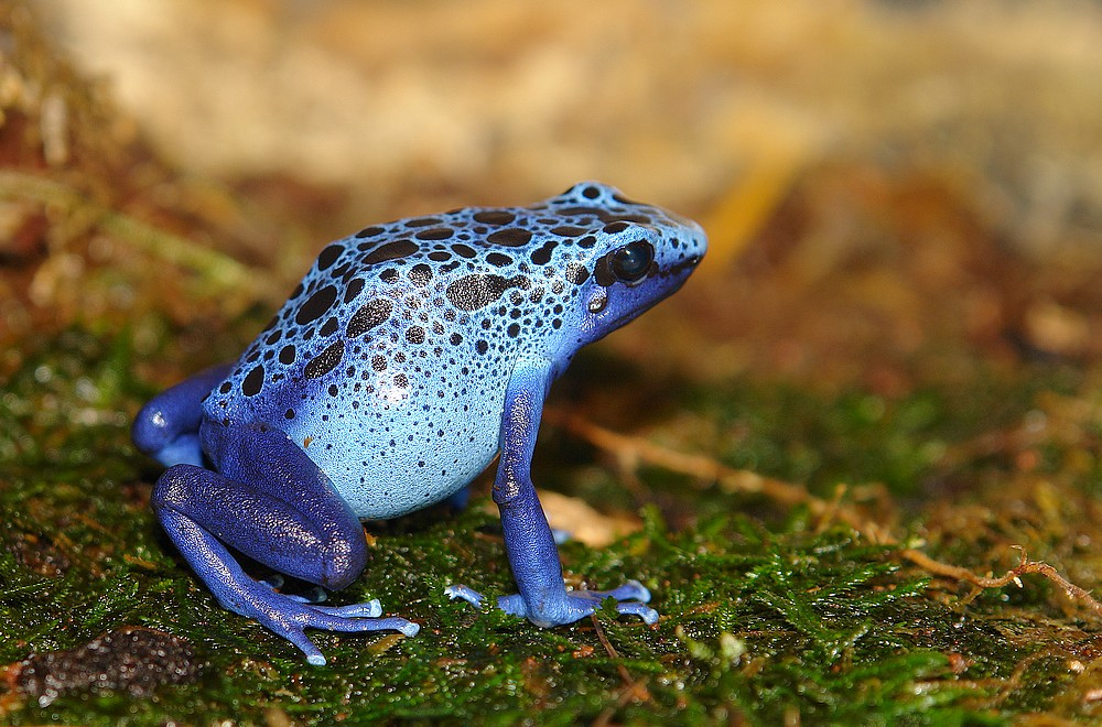 Sapo Boi Azul – Características