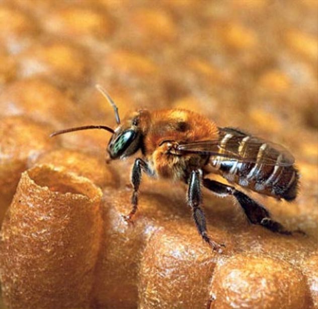 Tipos de Abelhas Mirins