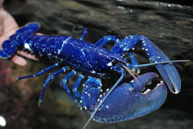 Lagosta Azul: Características, Origem, Fotos e Nome Científico