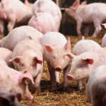 Suinocultura brasileira produção de carne