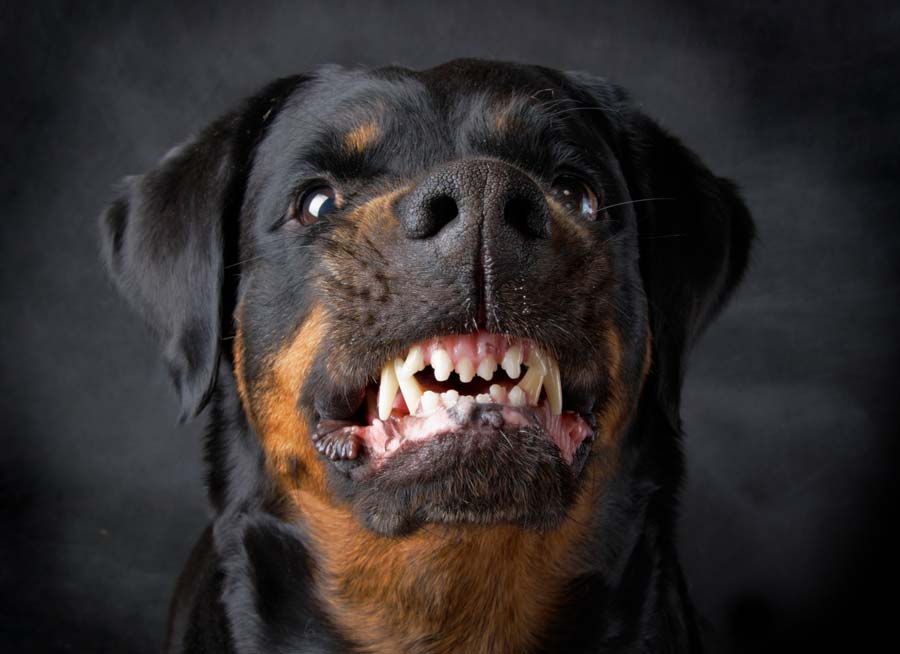 Raça de Cachorro Grande e Bravo Com Fotos