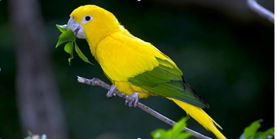 Arara Verde e Amarela: Características e Imagens