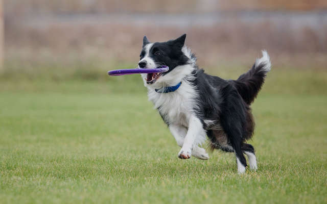Tudo Sobre Cachorros: Raças e Características dos Cães