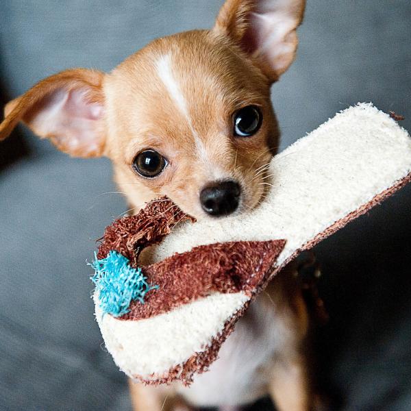Cachorros Pequenos Que Não Crescem e Baratos