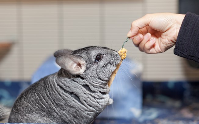 Tudo Sobre Chinchila: Cuidados, Preço e Fotos – Ele Morde?