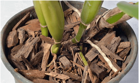 Substrato Para Orquídea: Composição