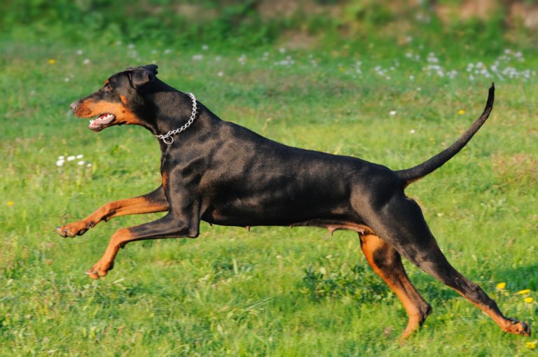Qual o Melhor Cão de Guarda do Mundo?