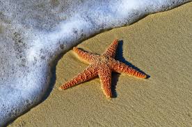 Respiração da Estrela do Mar e Fisiologia. Pode Pegar?