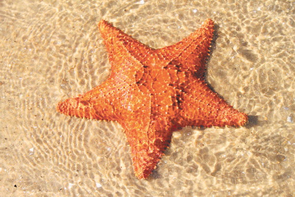 Reprodução da Estrela do Mar e Filhotes: Como Elas Se Reproduzem?