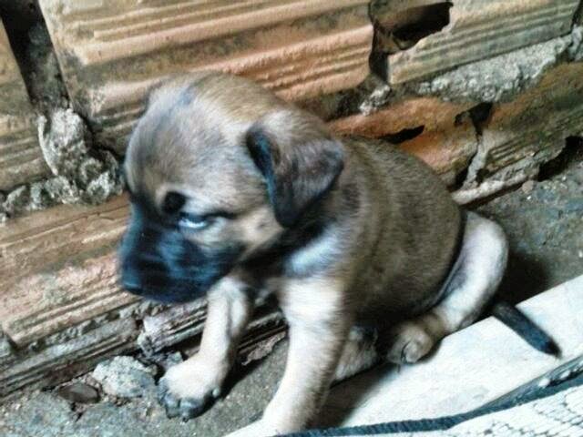 Cuidados Com Filhotes de Cachorro Pequeno, Médio e Grande