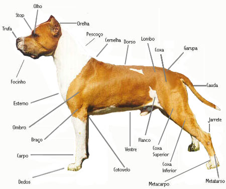 Cobertura e Partes do Corpo do Cachorro: Como é?
