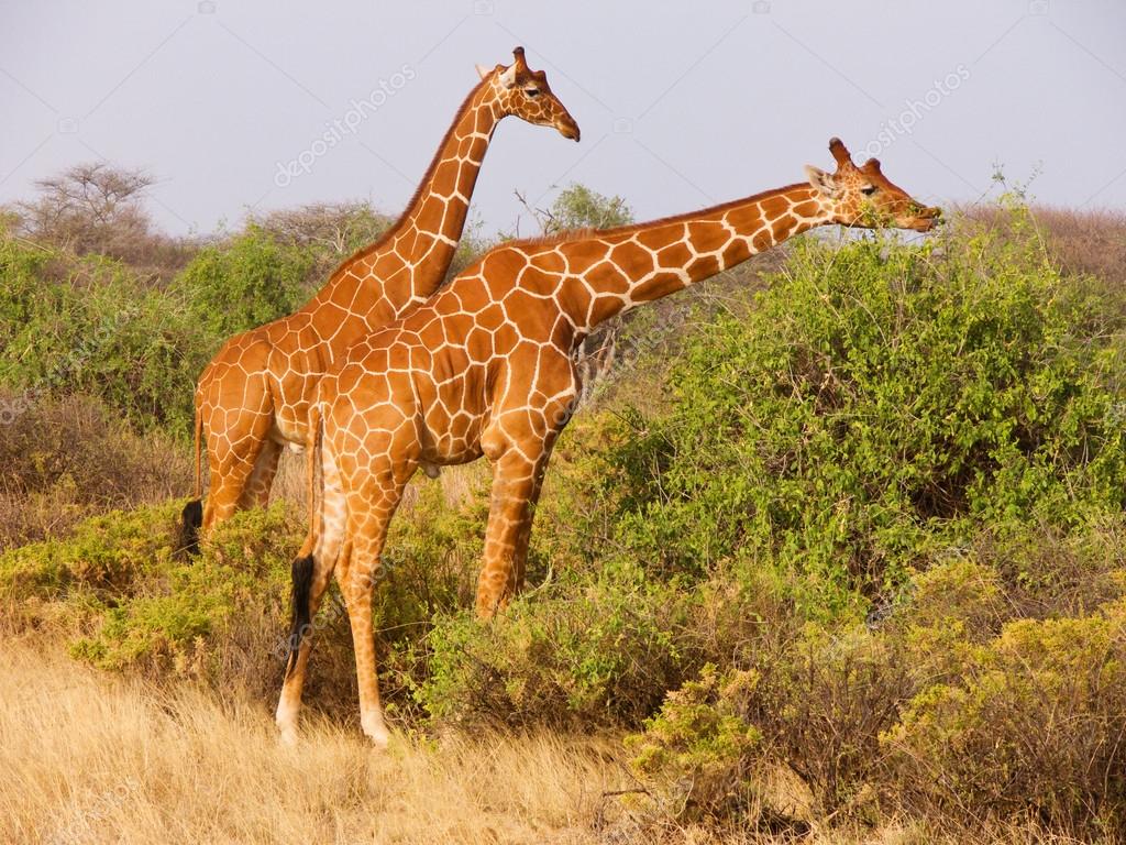 Raças, Tipos de Girafas e Espécies Representativas