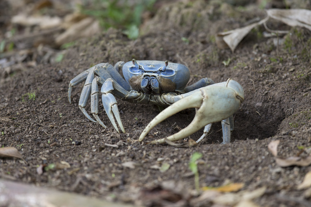Principais Espécies de Animais da Fauna do Manguezal com Fotos