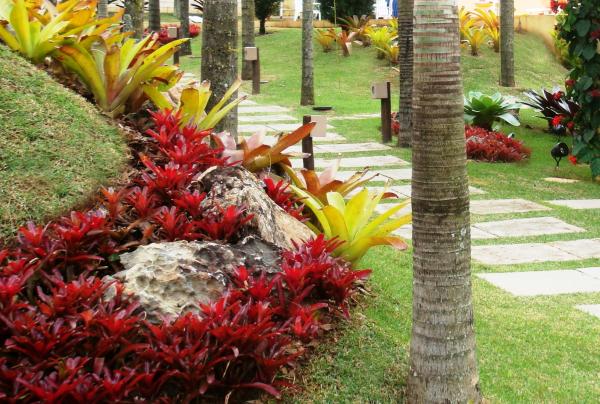 Jardim de Bromélias: Palmeiras e Pedras Com Fotos