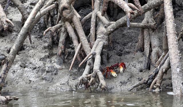 Mamíferos do Mangue: Espécies e Fotos